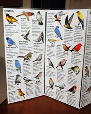 Bird Brochures Interior