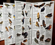 Bird Brochures Interior