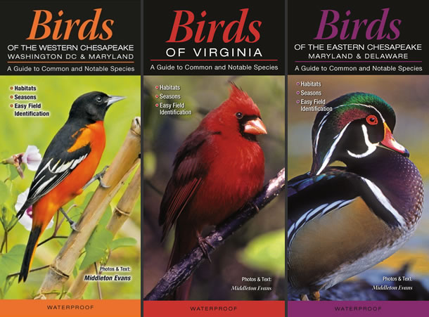Bird Brochures Bird Brochures