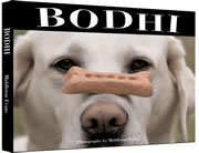 Bodhi the Lodge Dog: Cover