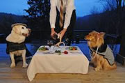 Bodhi the Lodge Dog, Sample 1