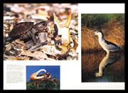 Maryland's Great Outdoors: Spread 2