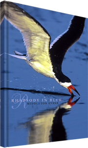 Rhapsody in Blue