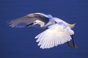 Rhapsody in Blue, Sample 1