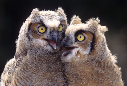 Talking Owls