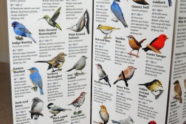 BirdGuide-Ches-West_7422-lg