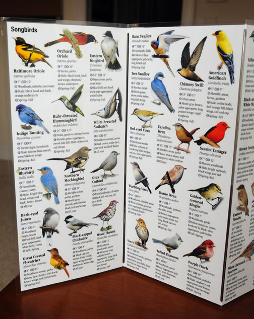 BirdGuide-Ches-West_7422-lg