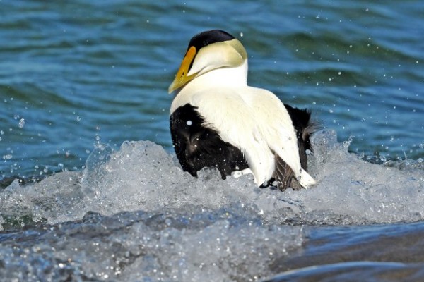 Eider_3411