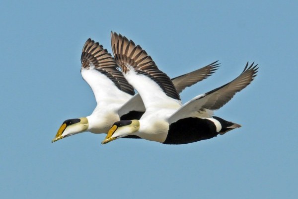 Eider_3486