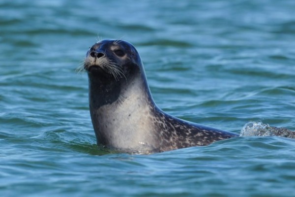 Seal_3455