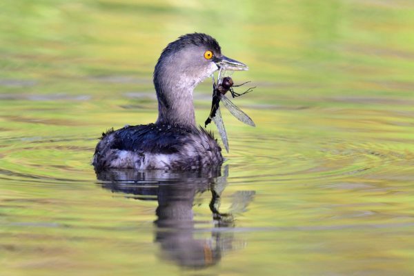 01-Grebe_0691-lr