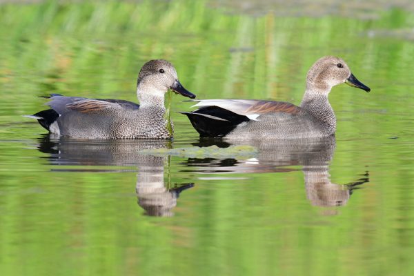 08-Gadwall_0727-lr