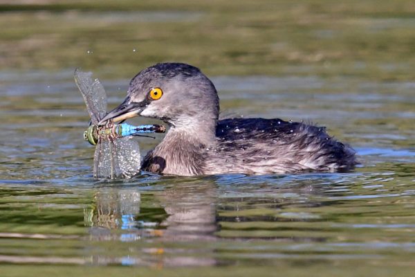 09-Grebe_3097-lr