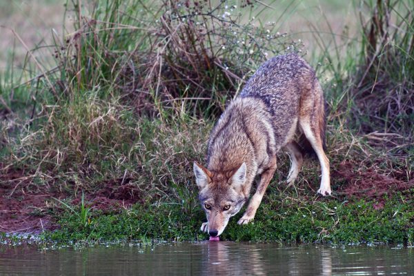 12-Coyote_9133-lr