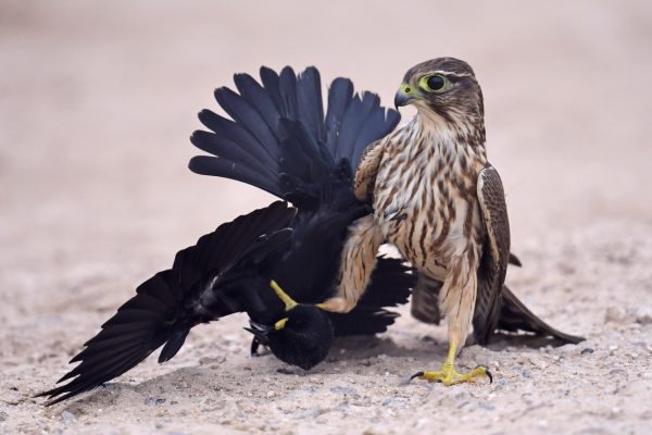 23-Merlin_5490-lr