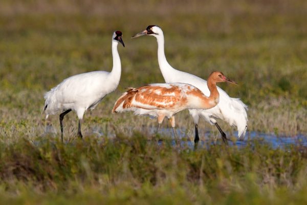 38-Whoopers_6486-lr