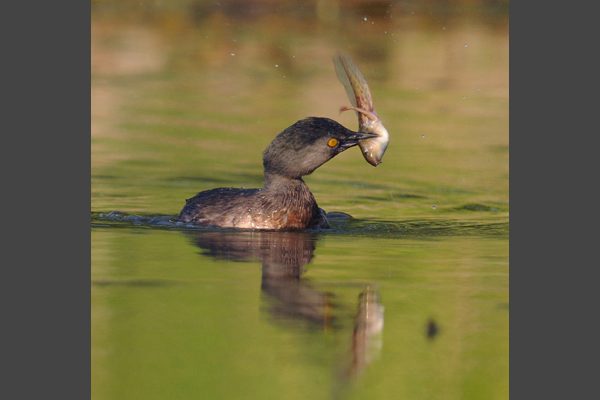 Horiz-Grebe_1657