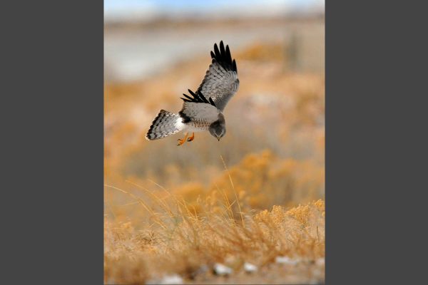 Horiz-Harrier-LR_1050