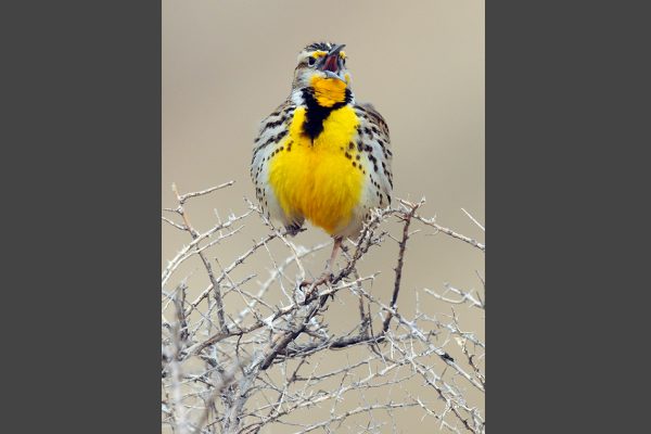 Horiz-Meadowlark_3564