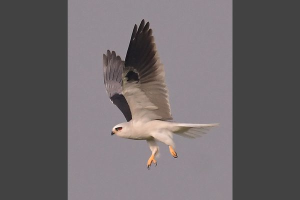 Vertical-20-Kite_4545-lr