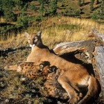 Cougar Kittens