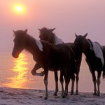 Assateague Dawn