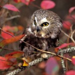 Adorable Owl