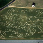 Corn Maze