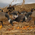 Goose Decoys