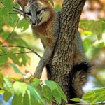 Fox in a Tree