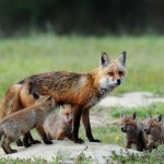 Foxy Momma