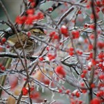 Ice Sparrow