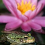 Lily Frog