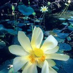 Lotus Blossom