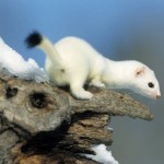 Little Weasel