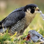 Peregrine Lunch