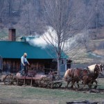 Maple Shed