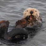 Otter Yawn