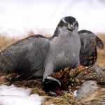 Pheasant Hunting