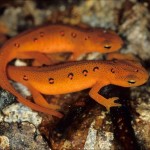 Red Efts