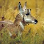 Prairie Gazelle