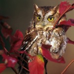 Red Owl