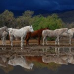 Stormy Ranch