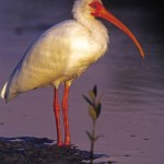 Sacred Ibis