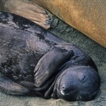 Seal Pup