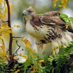 Autumn Hawk