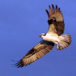 Spread Osprey