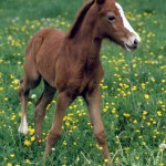 Welsh Foal