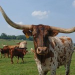 Texas Longhorns