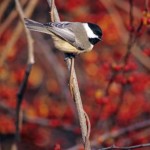 Chickadee Berries